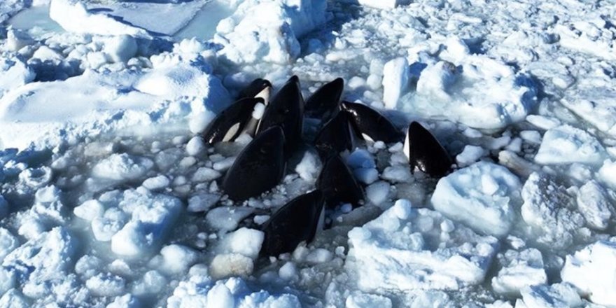 Japonya'da Katil Balinalar Buz Kütlesine Sıkıştı