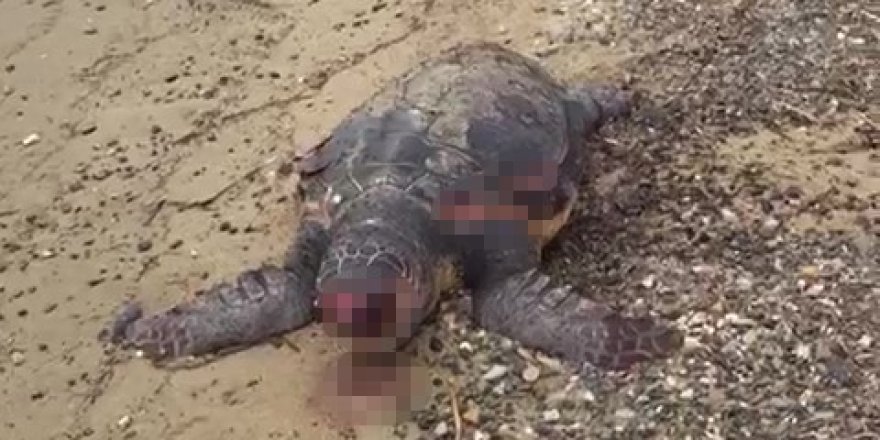 Ayvalık'ta Yaklaşık 100 Yaşındaki Ölü Caretta Caretta Sahile Vurdu