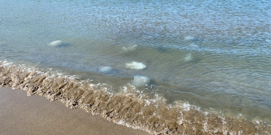 Akdeniz’in Hatay Kıyılarında Ölü Denizanaları Kıyıya Vurdu