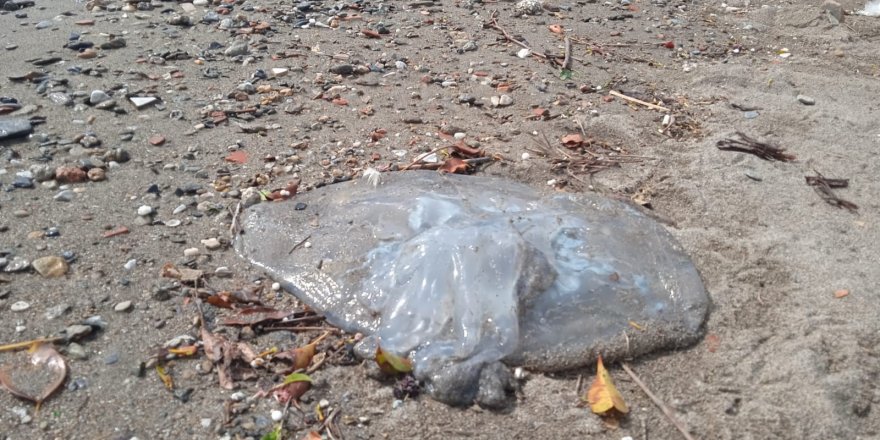 Alanya Sahilinde Ölü Denizanaları Görüldü