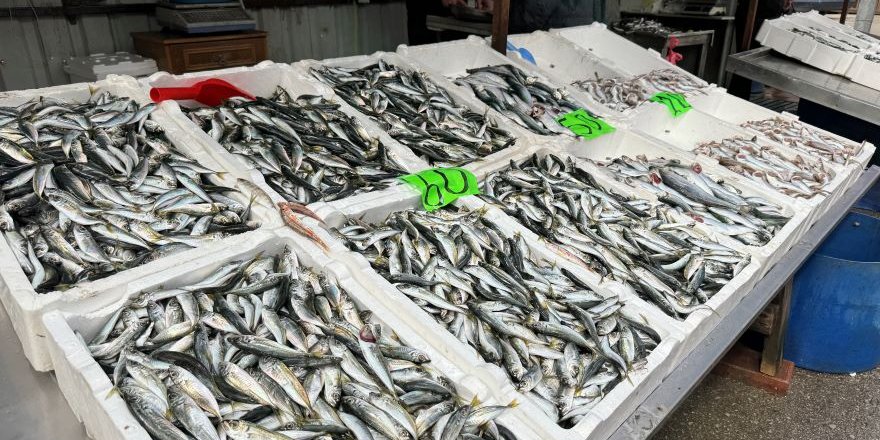 Ramazan'da İstavrit ve Mezgit Yeniden Tezgaha Çıktı