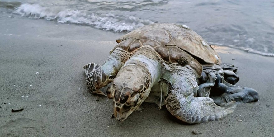 Akyaka Sahiline Ölü Deniz Kaplumbağası Vurdu