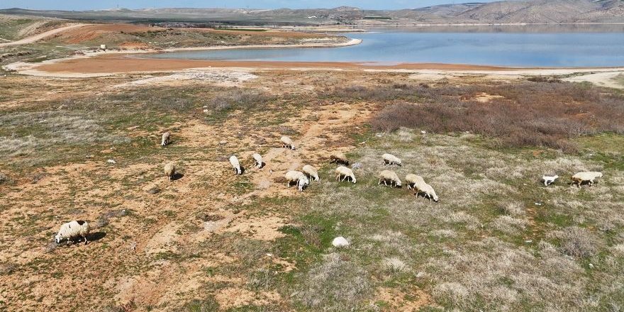 Baraj Sularının Çekildiği Alanda Koyunlar Otluyor