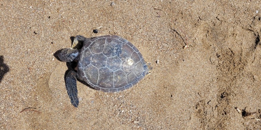 Yeşil Deniz Kaplumbağası Ölü Bulundu