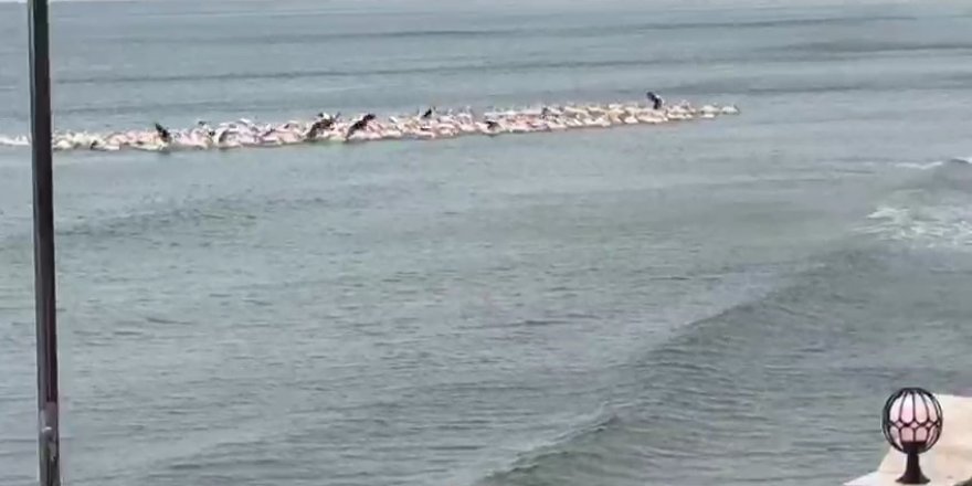Fırtına Nedeniyle Yüzlerce Pelikan Plajda Toplandı