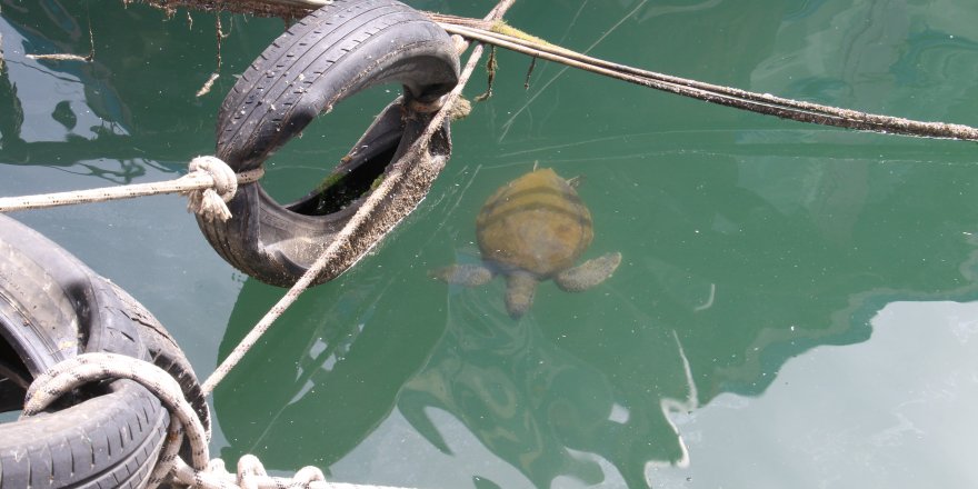 Deniz Kaplumbağaları Balıkçı Barınağını Mesken Edindi