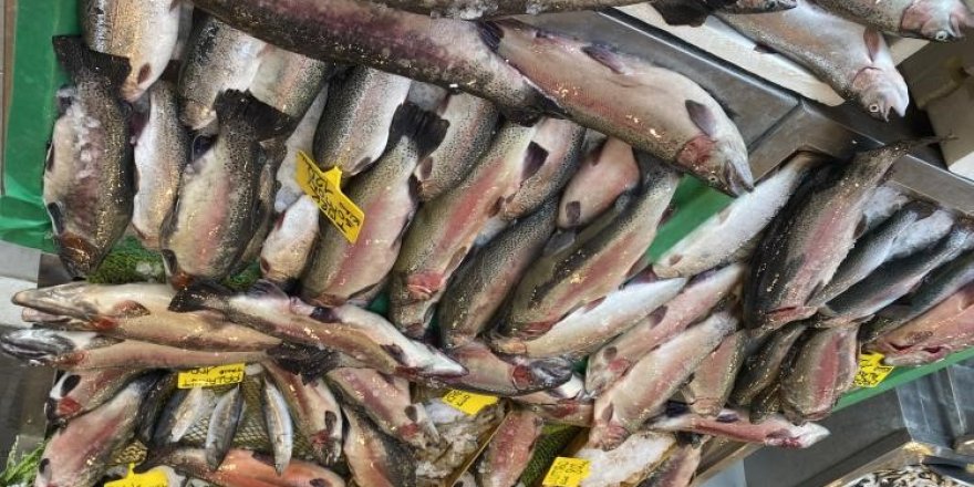 Somon Balığının Fiyatı Düştü