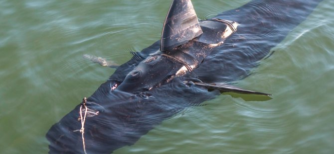 ABD casus ton balığı geliştirdi