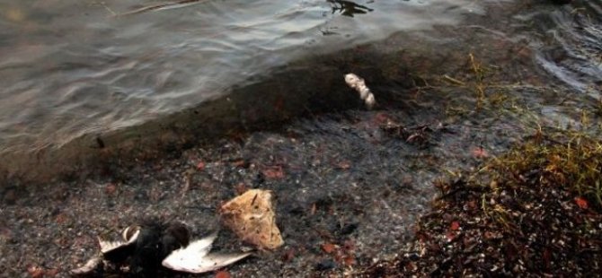 Uluabat Gölü kirlilikle mücadele ediyor