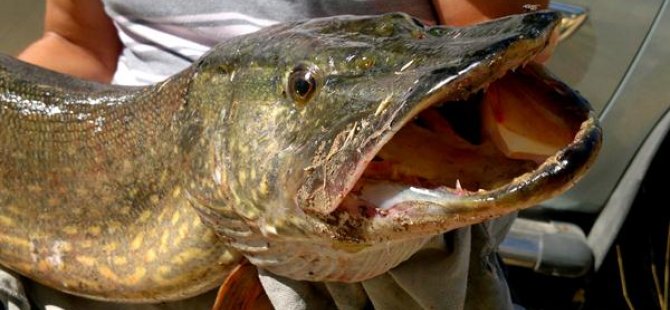 KAMADER'den "balık avı yasağı" uyarısı