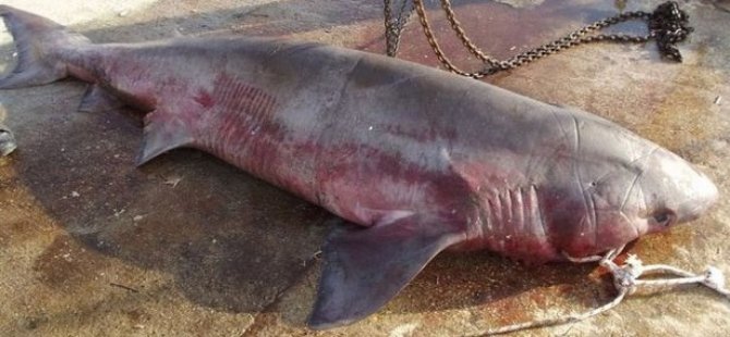 Alanya'da 200 kilo ağırlığında köpek balığı yakalandı