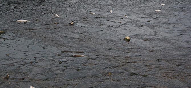 Manyas Gölü'nde toplu balık ölümleri meydana geldi