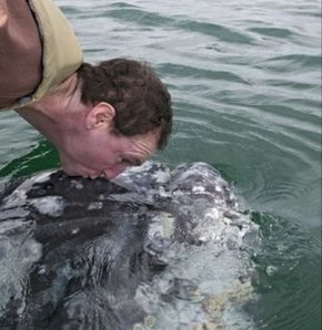 40 tonluk gri balinaya öpücük