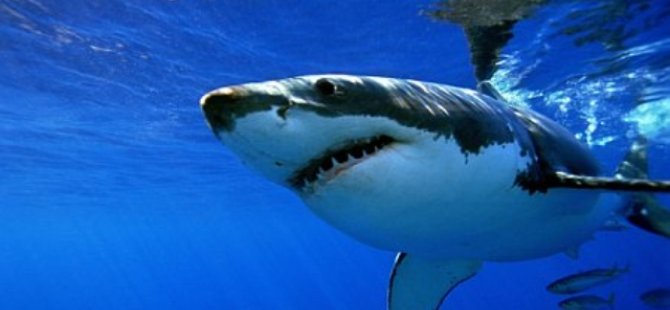 Balık avlayan genç köpekbalığı saldırısına uğradı