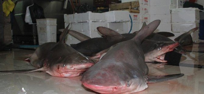 Akdeniz'de balıkçılar 7 adet köpek balığı yakaladı