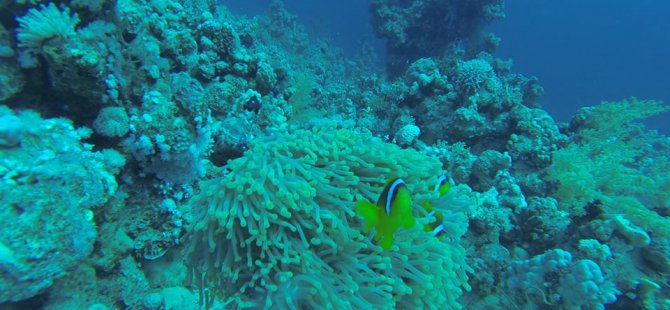 Marmaris kıyılarında anemon tehlikesi