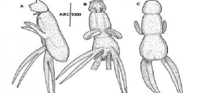 Mersin’de yeni bir ’deniz paraziti’ bulundu