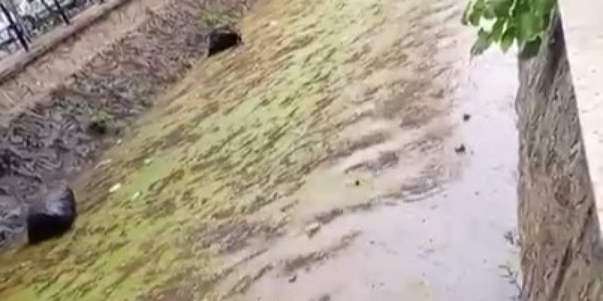 Gemlik Körfezi Çöplüğe Döndü