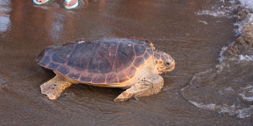 Tedavi Edilen Caretta Carettaların Yolculuğu İlk Kez Yerli Uydu ile İzlenecek