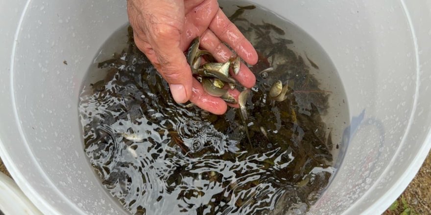 Erzincan'da Göyne Barajına 200 Bin Yavru Sazan Balığı Bırakıldı