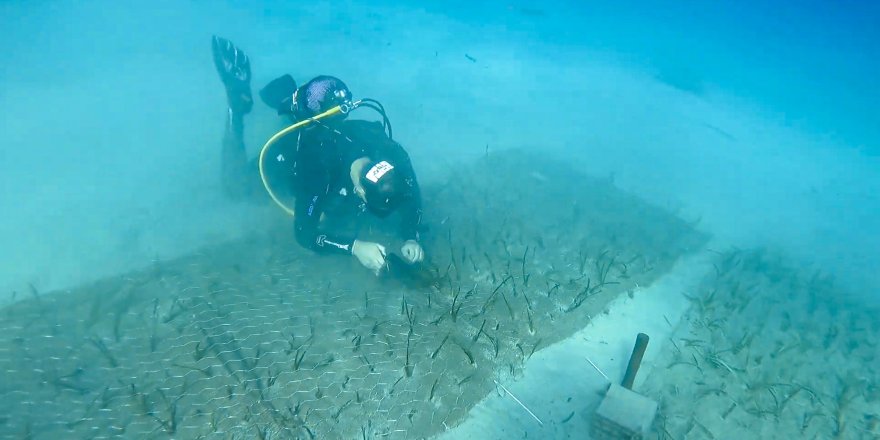 Göcek'te 2 Bin Yaşında Deniz Çayırı Keşfedildi