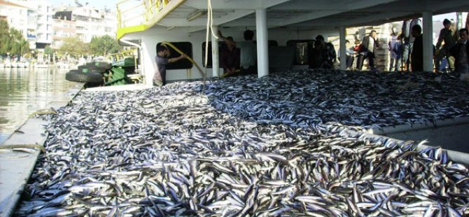 Balık ihracatı 693 milyon dolara yükseldi