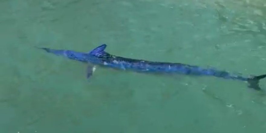 Nesli Tehlike Altındaki Balığı Limanda Zıpkınla Vurdular