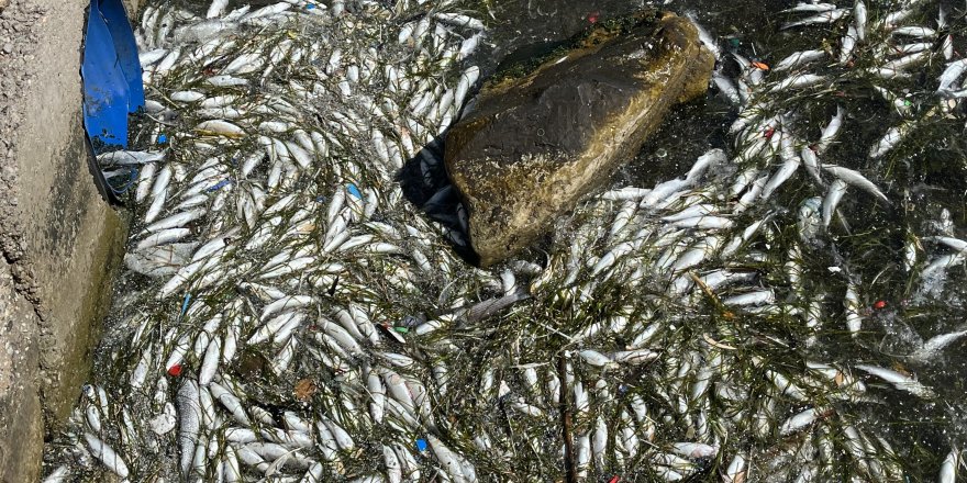 İzmir Körfezi’nde Balık Ölümleri Yeniden Başladı
