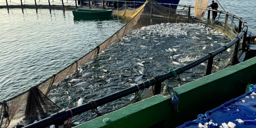 Sinop, Türk Somonunda Zirvede