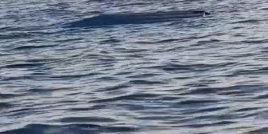 Karadeniz Kıyılarında Bir İnsansız Deniz Aracı Şüphesi Daha