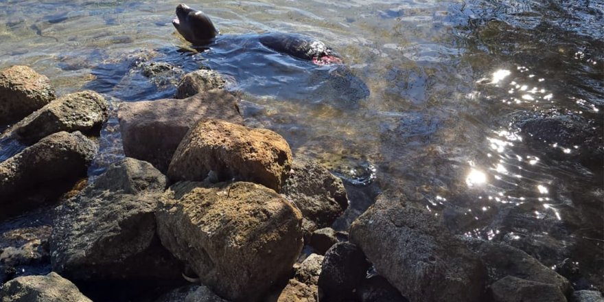 Yaralanan Akdeniz Yavru Keşiş Foku Öldü