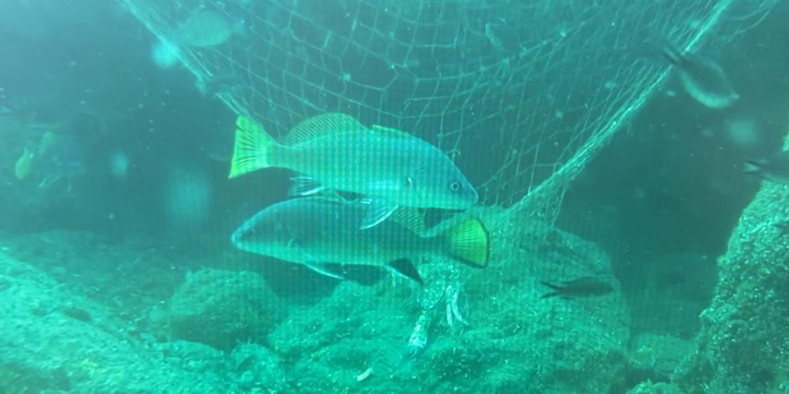 Denizlerin Sessiz Katili: Hayalet Ağlar