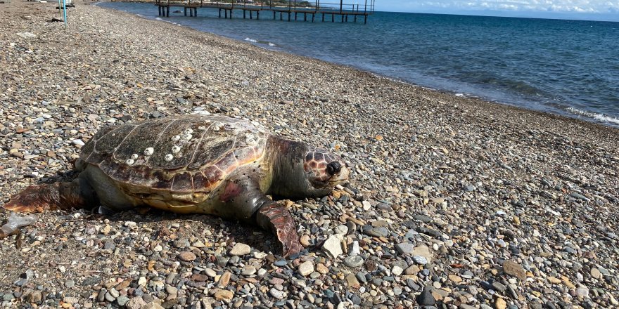 Çanakkale’de Sahile Ölü Caretta Carettalar Vurdu