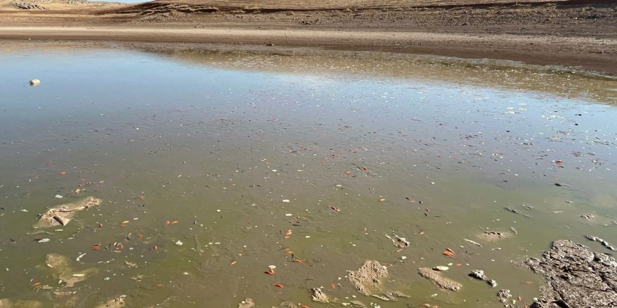 Siirt’te Balık Teleflerine Karşı Gölete 150 Tonluk Su Takviyesi