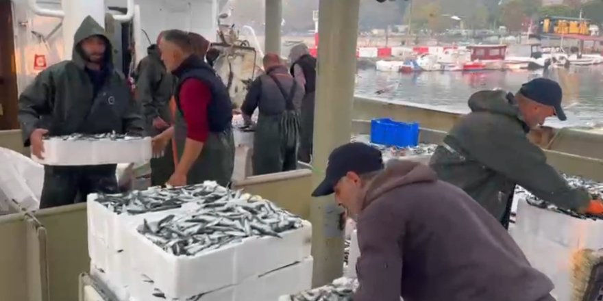 Marmara'da Bereketli Av: Bin Kasa Hamsi, Bin Kasa Sardalya Avlandı