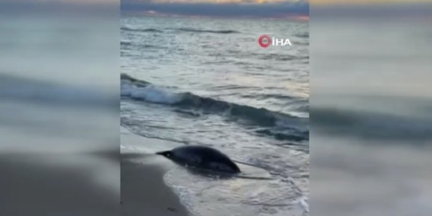 Kazakistan’ın Hazar Denizi Kıyısında 100’den Fazla Fok Ölü Bulundu