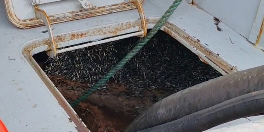 Araklı Limanı'nda Hafta Sonu Hamsi Yoğunluğu