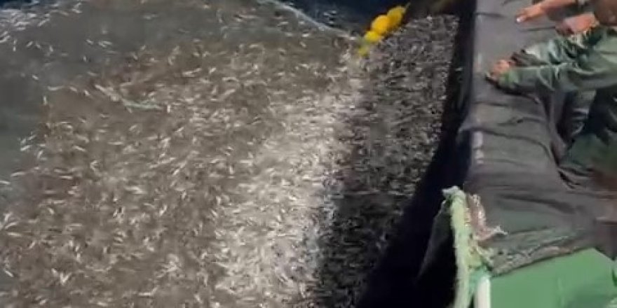 Çanakkale'de Balıkçılardan Örnek Avcılık, Yavru Balıkları Denize Geri Saldı