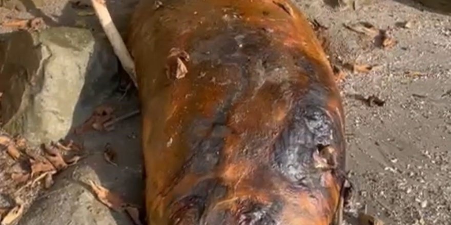 Tekirdağ Sahiline Vuran Gizemli Deniz Canlısı: Kimisi Fok Kimisi Yunus Dedi
