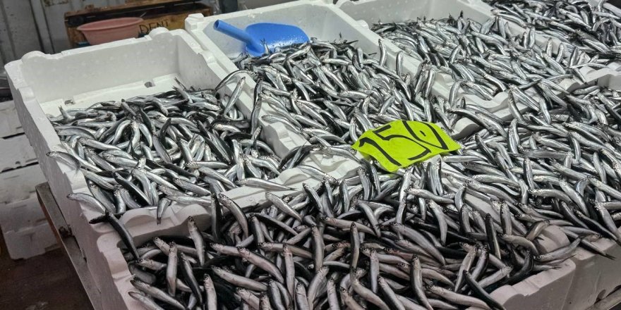 Zonguldak'ta Hava Şartları Hamsi Fiyatını Yükseltti