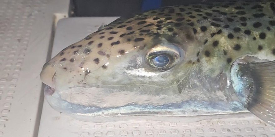 Gemlik Körfezi’nde Benekli Balon Balığı Şoku