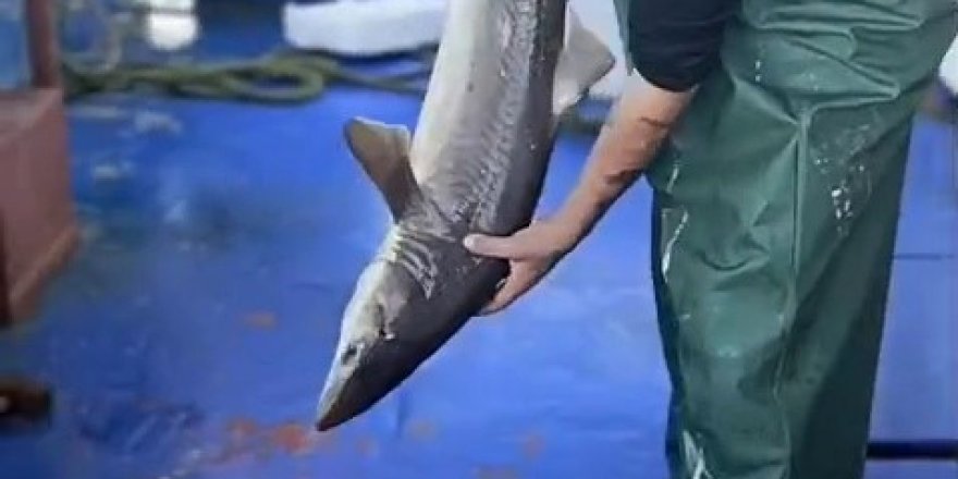 Ağa Takılan Köpekbalığı Denize Bırakıldı