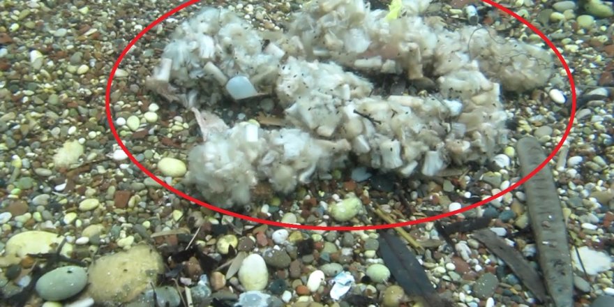 Sigara İzmaritleri Denizde Pamuk Tarlasına Dönüştü