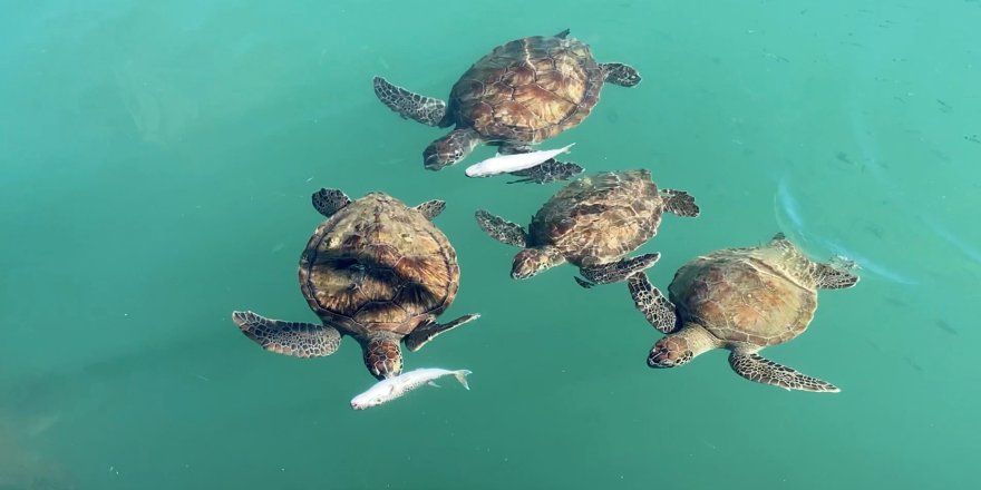 Balıkçıların Dostu: Göç Etmeyen Caretta Carettalar Limanı Mesken Tuttu