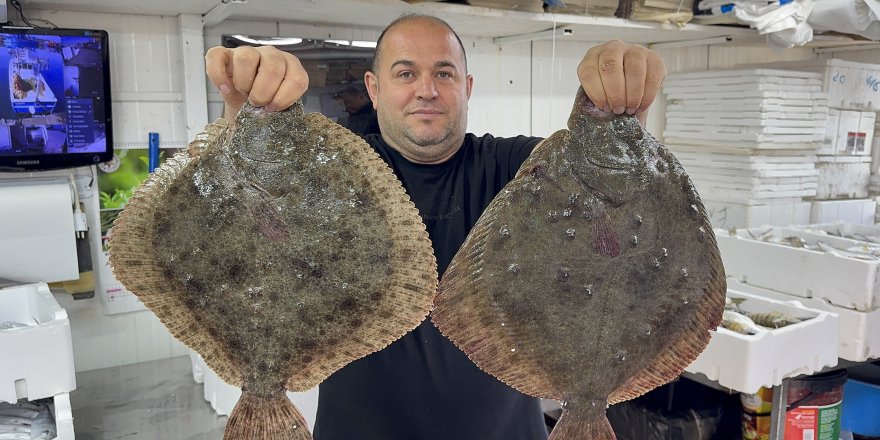 Karadeniz'de Hamsi Bereketi Diğer Balık Türlerini De Canlandırdı