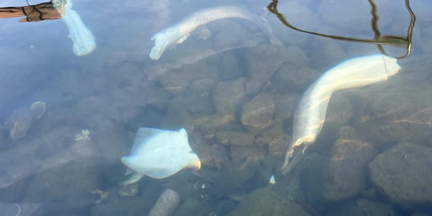 Trabzon Kıyılarında Köpek Balığı Hareketliliği Arttı