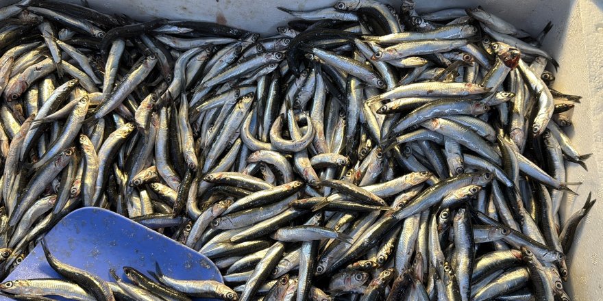 Palamut Gürcistan'a Kaçınca Tezgahlar Hamsiyle Doldu