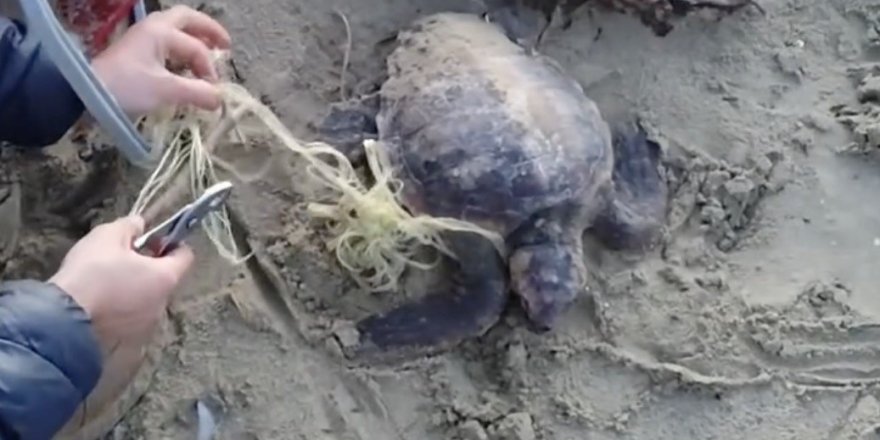 Misina ve İpe Dolanan Caretta Carettanın Yardımına Vatandaşlar Yetişti