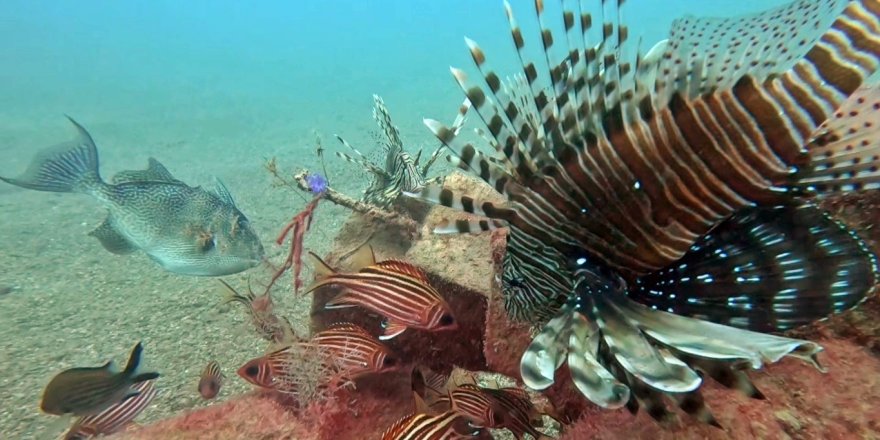 Akdeniz'de Balıkların Rekabeti: Kızıldeniz'den Gelen Balık Türleri, Yerli Balıkları Baskıladı