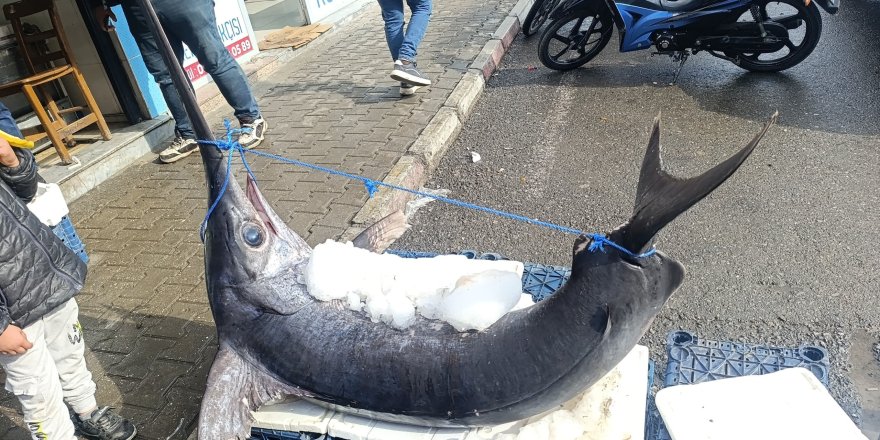138 Kiloluk Kılıç Balığı İlgi Odağı Oldu